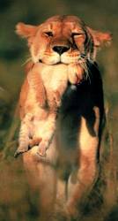 lion_with_baby.jpg
